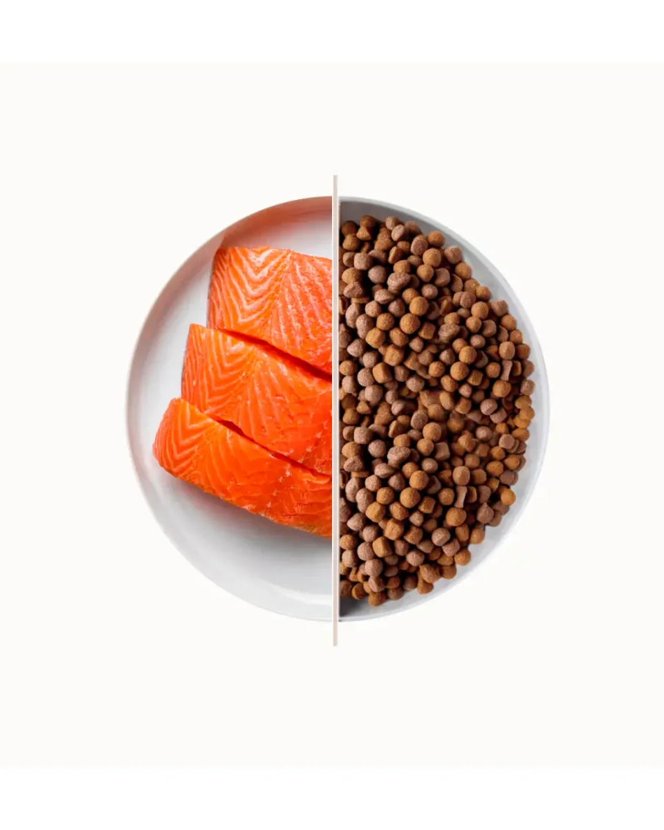 Top - Salmone 10kg - immagine 3